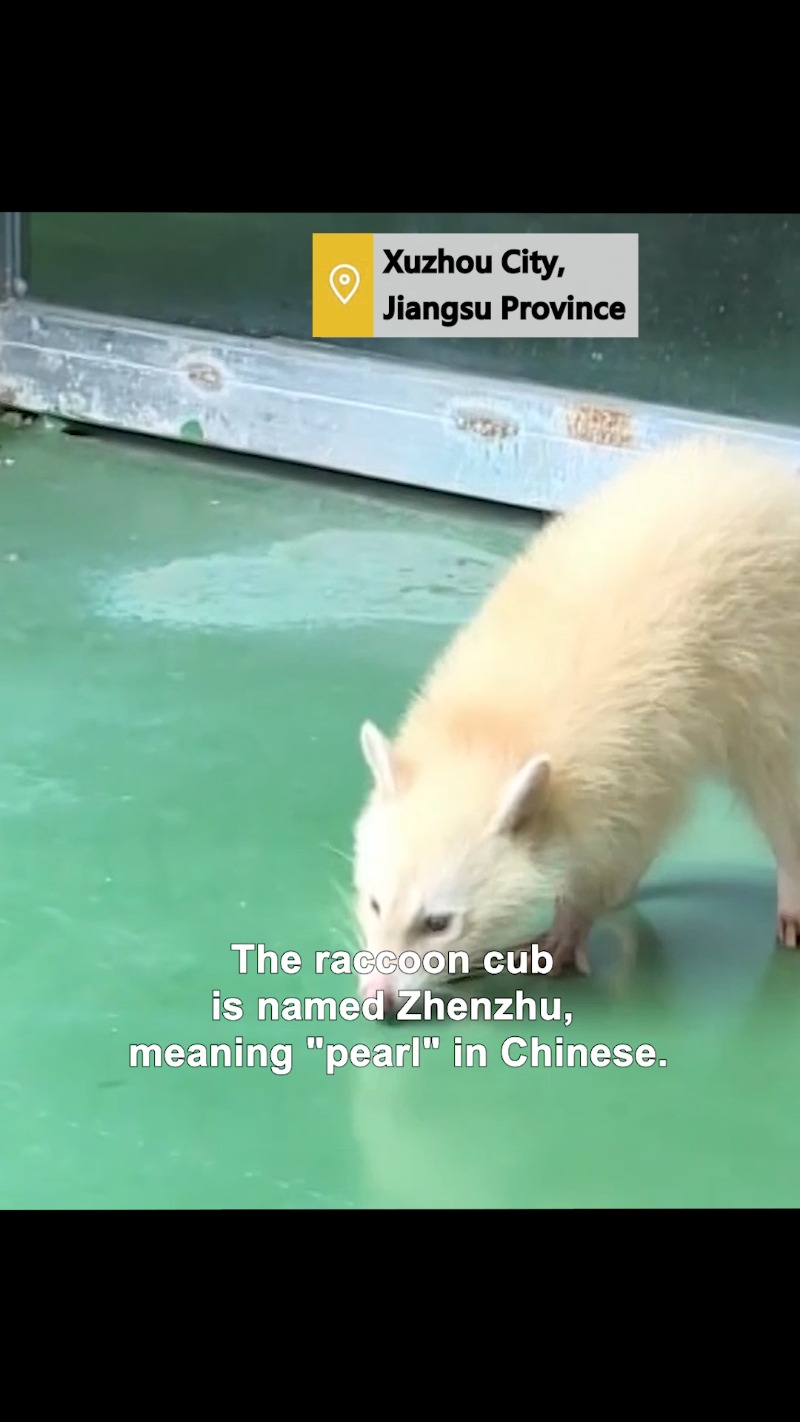 Rare white-brown raccoon born in east China_英语频道_央视网(cctv.com)