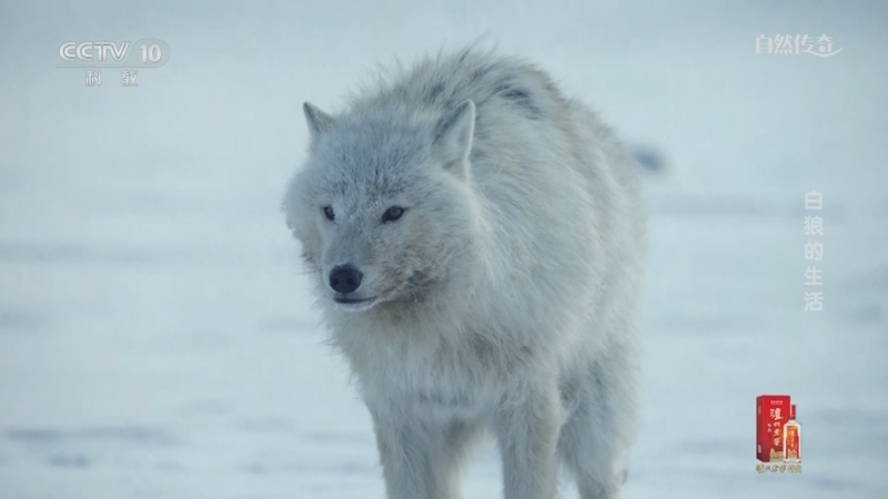 《自然传奇》 20240119 白狼的生活