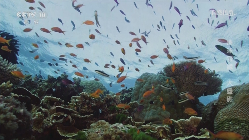 《自然传奇》 20240204 地球宝藏 大堡礁