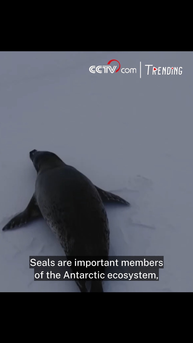 diverse polar wildlife spotted during chinas antarctic