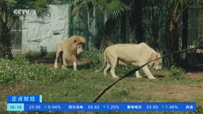 [正点财经]广东广州:雨过天晴 发型"狮"又有新造型