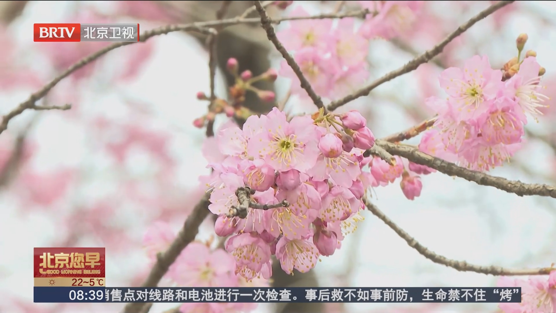 [北京您早]无锡:鼋头渚樱花节开幕