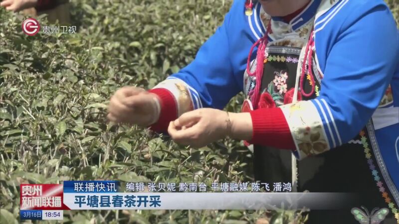 [贵州新闻联播]联播快讯 平塘县春茶开采