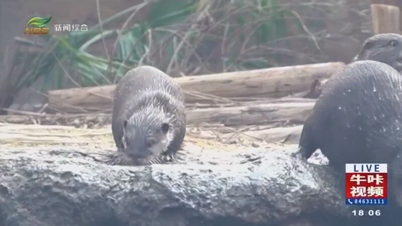 [直播南京]红山森林动物园六只小水獭出窝喽!