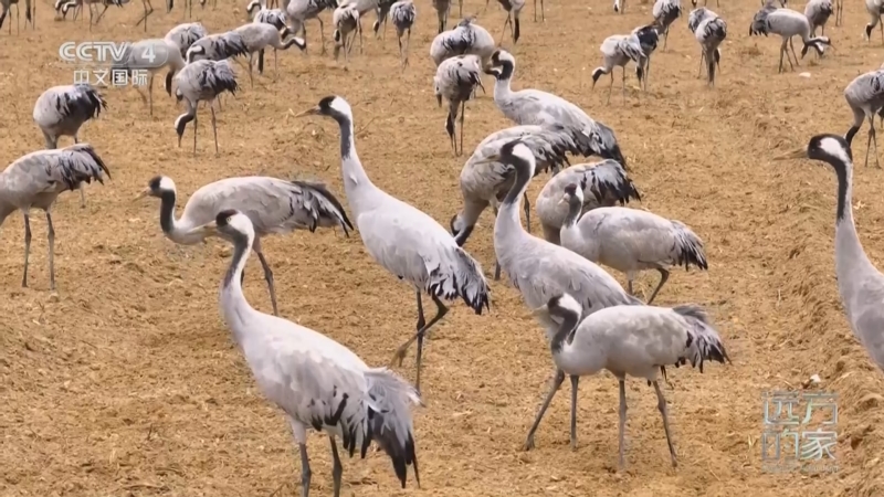 [远方的家]天下黄河 千只灰鹤稻田嬉戏