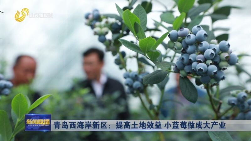 [山东新闻联播]青岛西海岸新区:提高土地效益 小蓝莓做成大产业