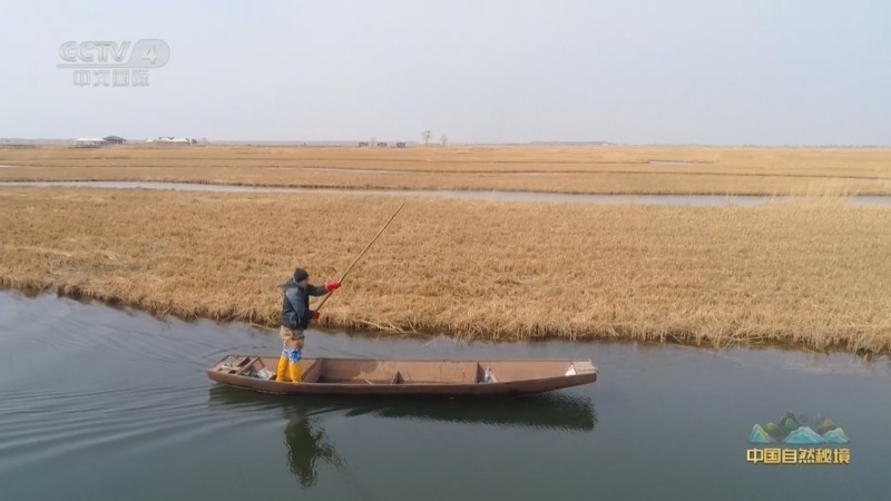 《远方的家》 20240402 中国自然秘境 扎龙湿地的春天