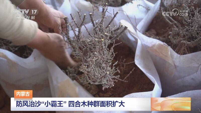 [三农长短说]内蒙古 防风治沙"小霸王" 四合木种群面积扩大