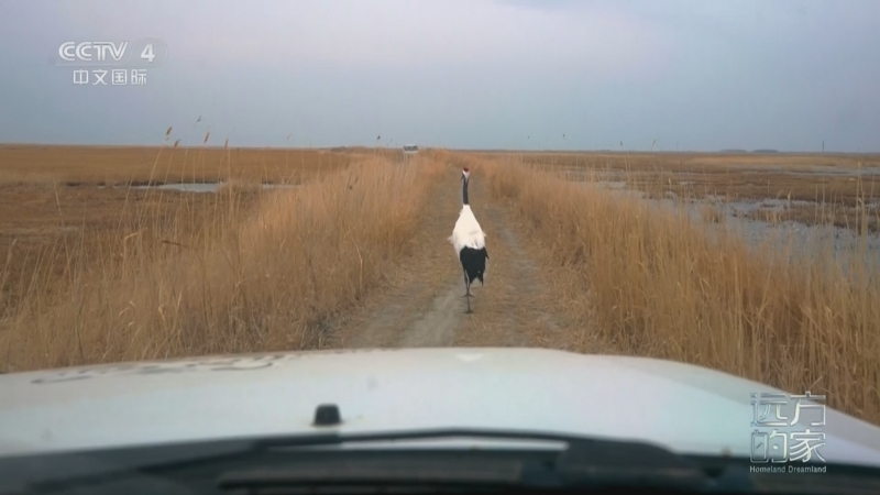 [远方的家]扎龙湿地的春天 一家三代共同守护丹顶鹤
