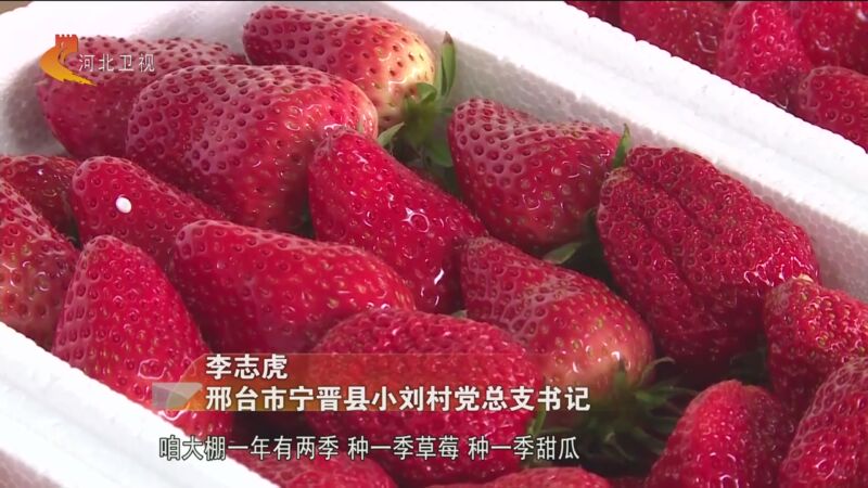 [河北新闻联播]乡村行 看振兴 邢台宁晋小刘村:特色农业促增收 村庄秀
