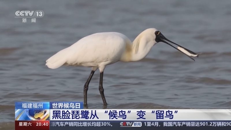 [东方时空]世界候鸟日 福建福州 候鸟翩翩 如约而至
