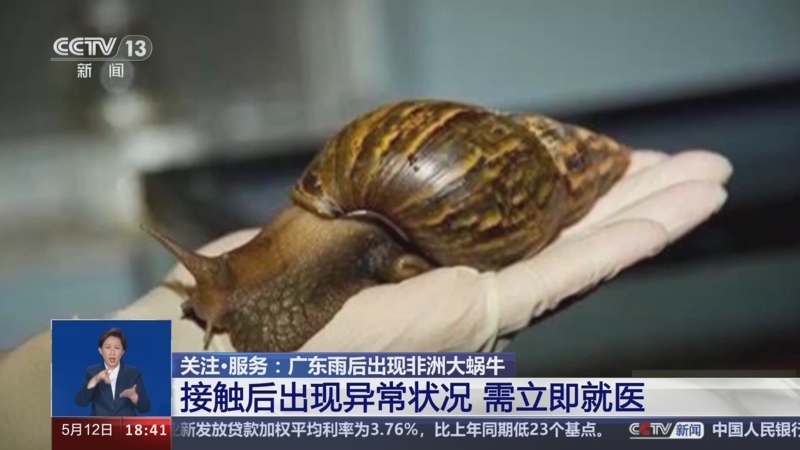 [共同关注]关注·服务:广东雨后出现非洲大蜗牛 接触后出现异常状况
