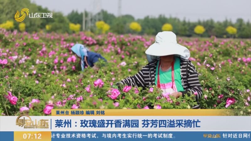 [早安山东]五月好"丰"景 莱州:玫瑰盛开香满园 芬芳四溢采摘忙