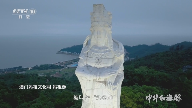 [中华白海豚]中华白海豚被认为是妈祖的化身 有"妈祖鱼"之称