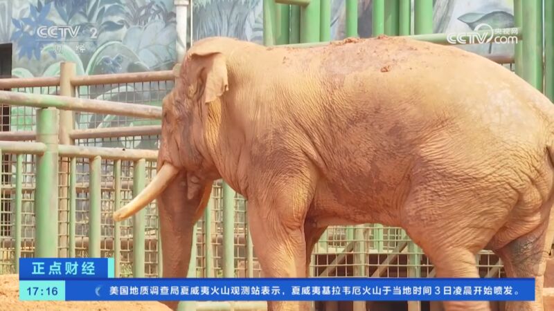 云南:昆明动物园亚洲象享受"足疗"服务