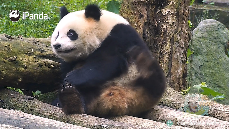 小小身体,大大脚掌