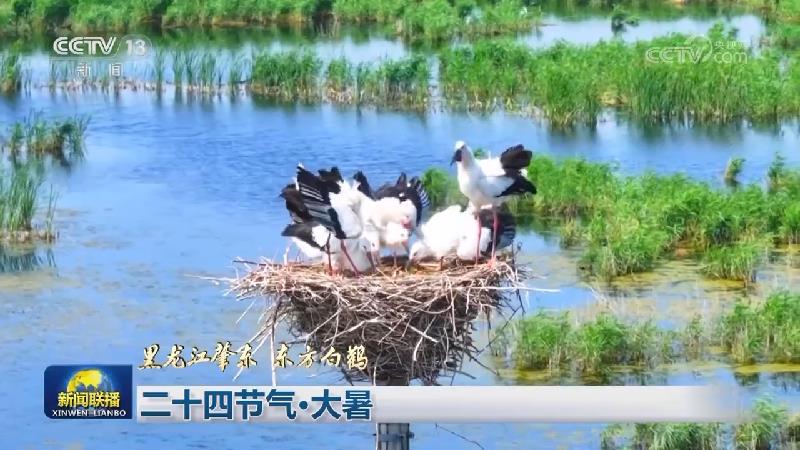 二十四节气·大暑