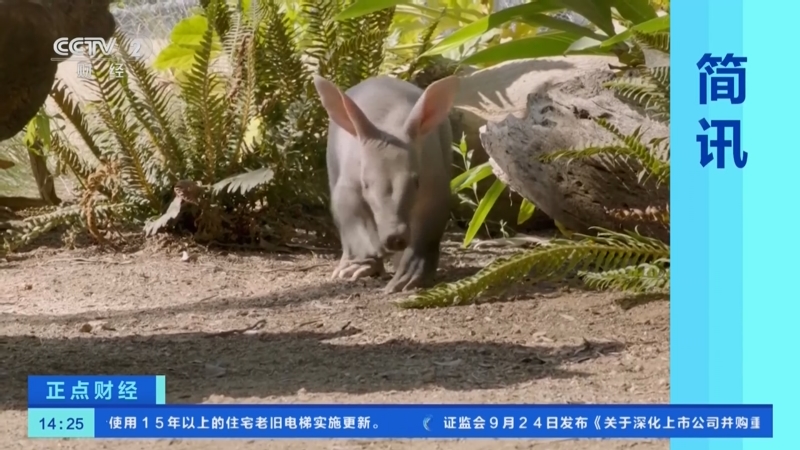 [正点财经]简讯 美国:一只土豚幼崽亮相圣迭戈野生动物园