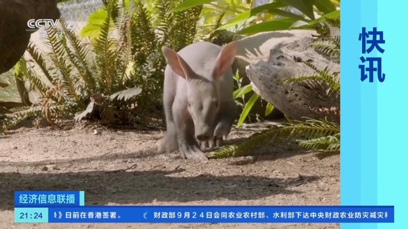 [经济信息联播]美国:一只土豚幼崽亮相圣迭戈野生动物园