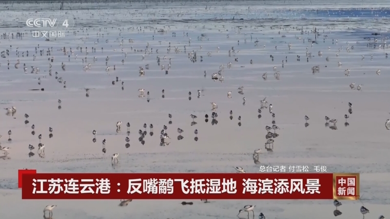 江苏连云港：反嘴鹬飞抵湿地 海滨添风景