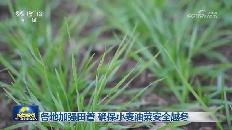 各地加强田管 确保小麦油菜安全越冬