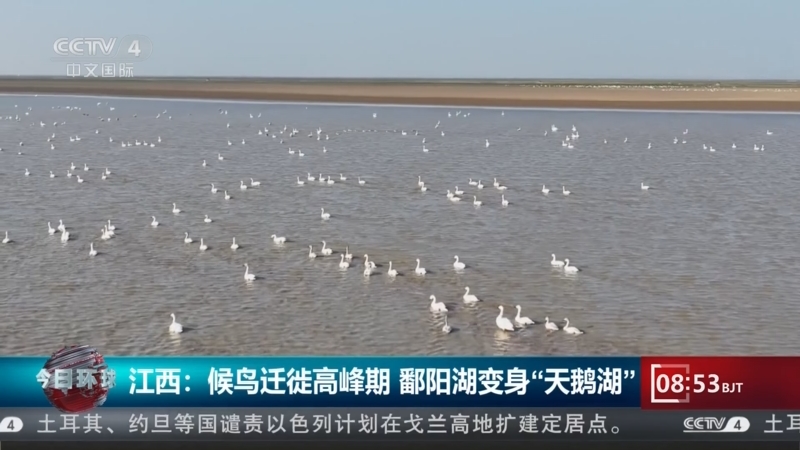 候鸟迁徙高峰期 鄱阳湖变身“天鹅湖”