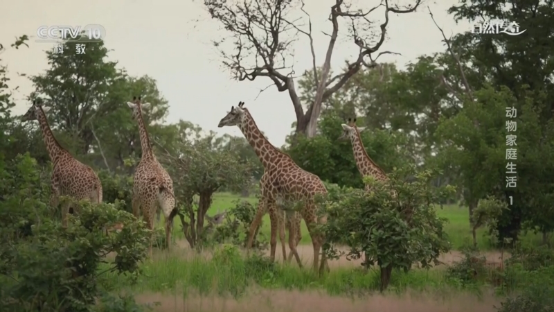 《自然传奇》 20250303 动物家庭生活 1