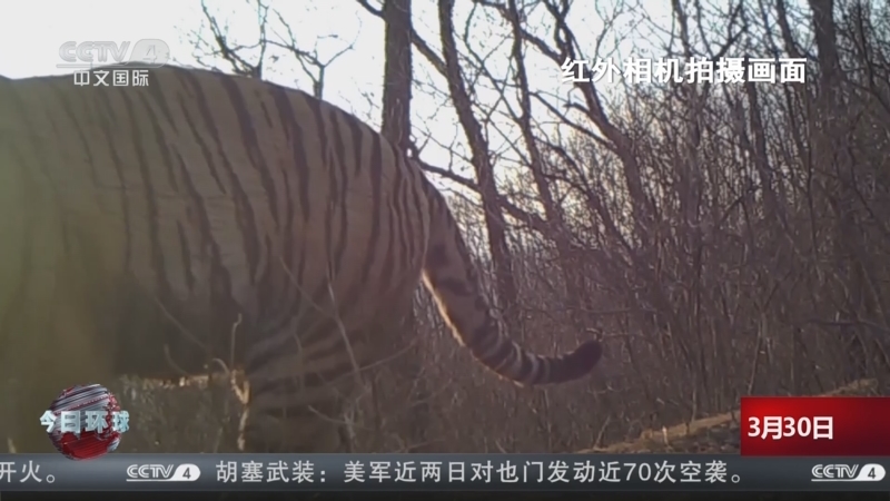 吉林珲春：红外相机记录下东北虎的日常生活