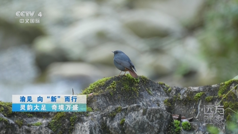 《远方的家》 20250430 渝见 向“新”而行 灵韵大足 奇境万盛