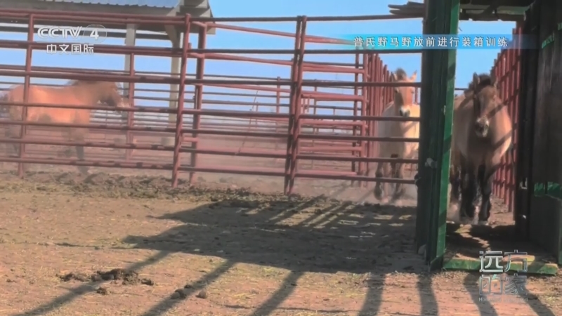 《远方的家》 20250502 中国自然秘境 重返荒野72小时后