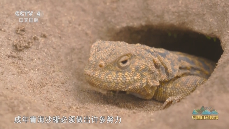 《远方的家》 20250507 中国自然秘境 若诗若画若尔盖