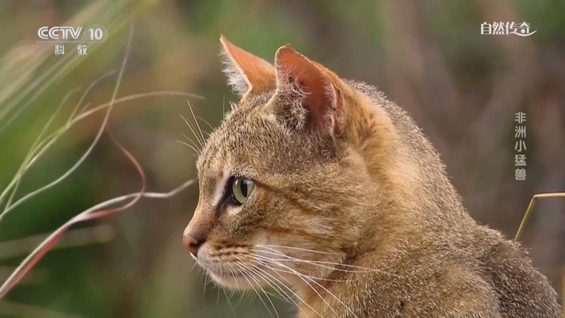 《自然传奇》 20250507 非洲小猛兽