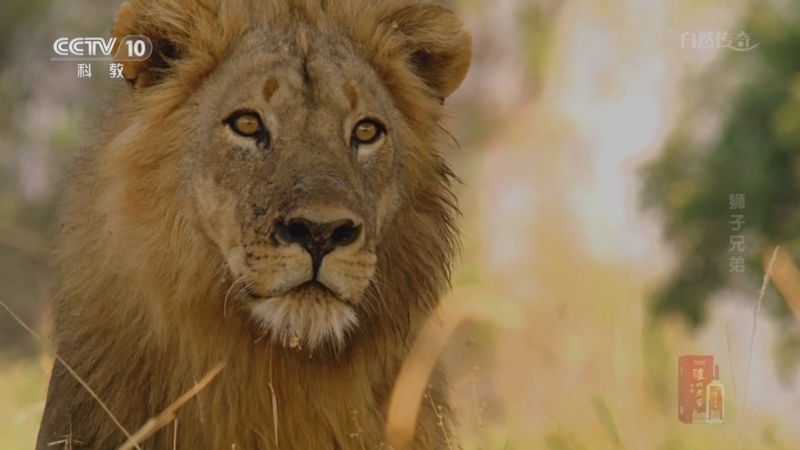 《自然传奇》 20250509 狮子兄弟