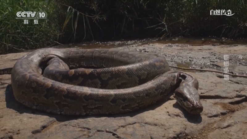 《自然传奇》 20250513 巨蟒争霸