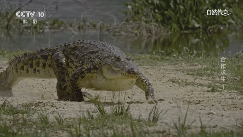 《自然传奇》 20250402 合作求生 1