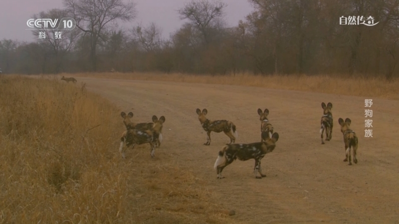 《自然传奇》 20250514 野狗家族