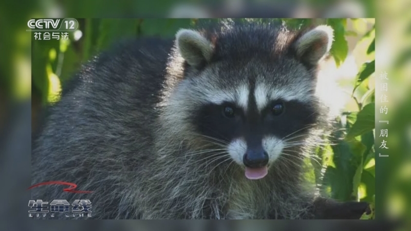 《生命线》 20250603 被困住的“朋友”