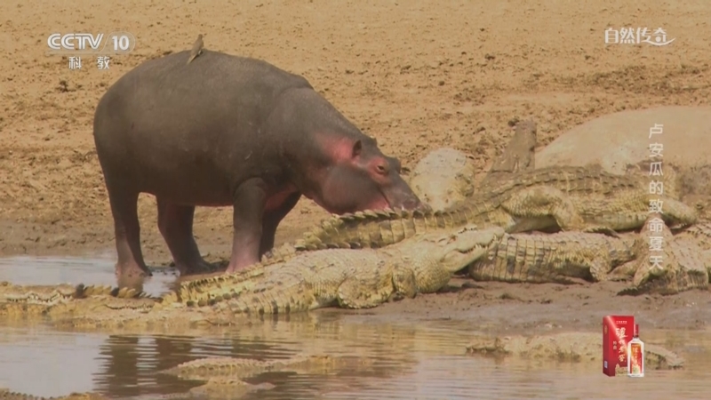 《自然传奇》 20250608 卢安瓜的致命夏天