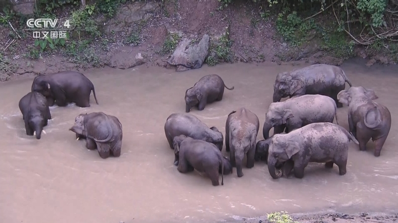 《远方的家》 20250620 中国自然秘境 热带雨林的探秘之旅