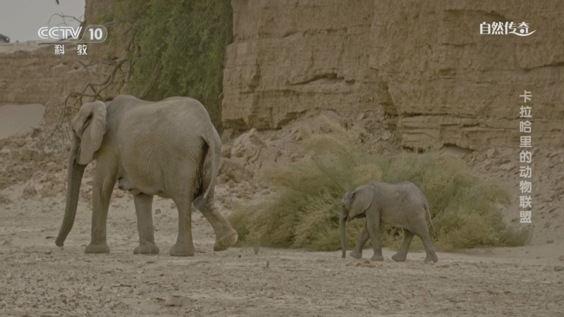 《自然传奇》 20250630 卡拉哈里的动物联盟