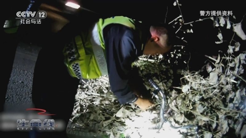 《生命线》 20250630 树叶下的秘密