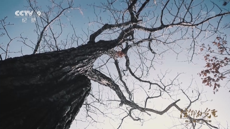 《信仰的光芒——白山黑水十四年》 第5集 不畏牺牲