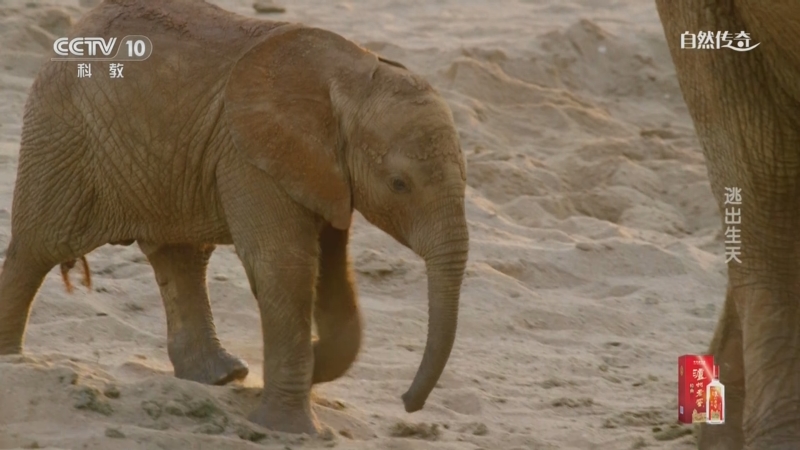 《自然传奇》 20250723 逃出生天
