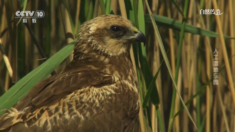 《自然传奇》 20250727 人工湿地乐园