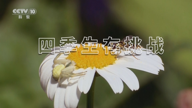 《自然传奇》 20250810 四季生存挑战