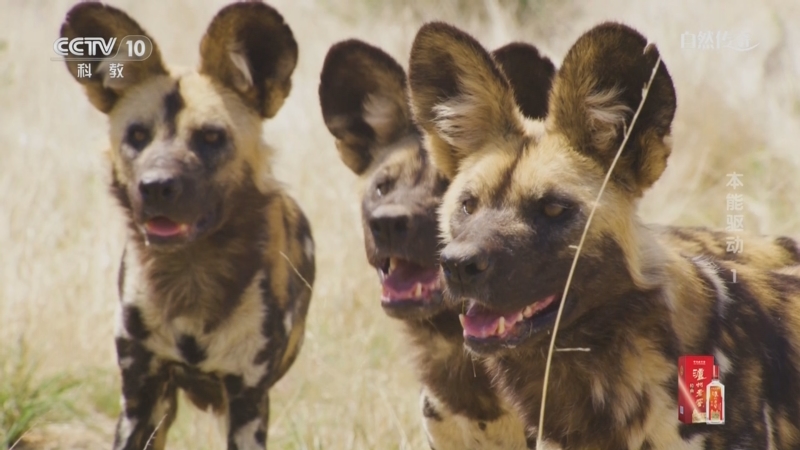 《自然传奇》 20250823 本能驱动 1