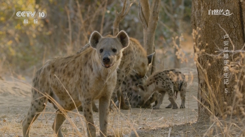 《自然传奇》 20250829 卢安瓜猎手求生记 5