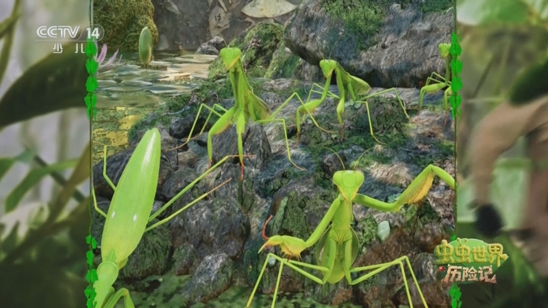 《虫虫世界历险记》 20250831