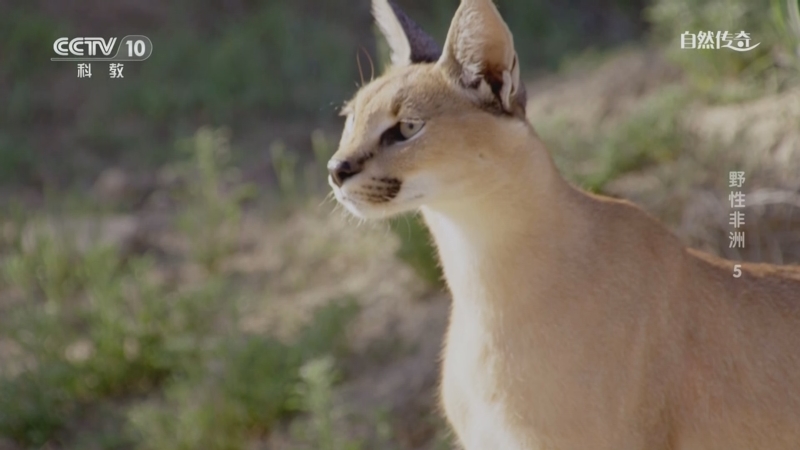 《自然传奇》 20250905 野性非洲 5