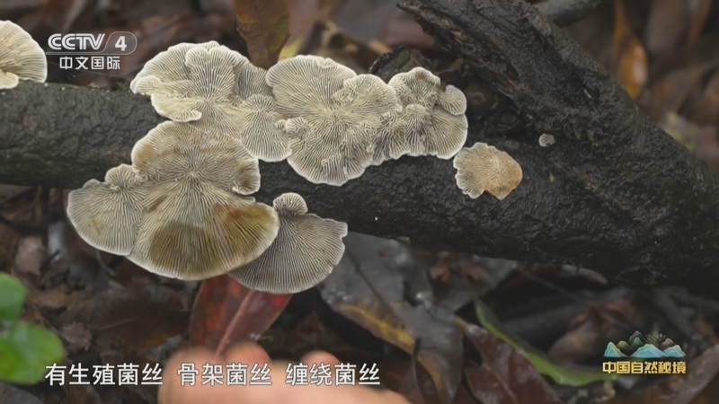 《远方的家》 20250908 中国自然秘境 若水乌蒙 生生不息